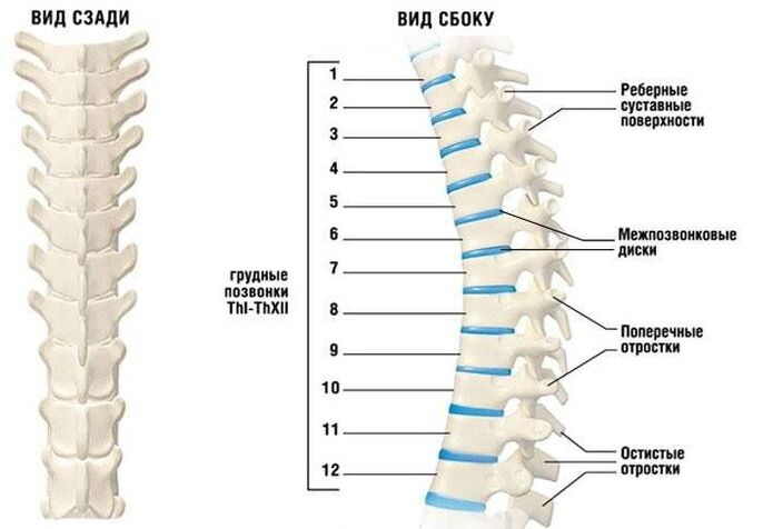 Osteokondosi zerbikala